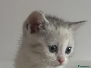 Scottish Fold cats Scottish fold straight and folded ears - Advert 17