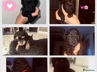 Cavapoo dogs Tiny f1bb Toy Cavapoos 🖤💓💙💚 - Advert 13