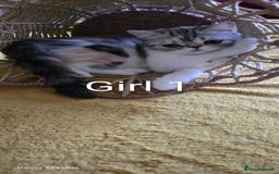 Persian cats for sale: Persian kittens  - Image 5