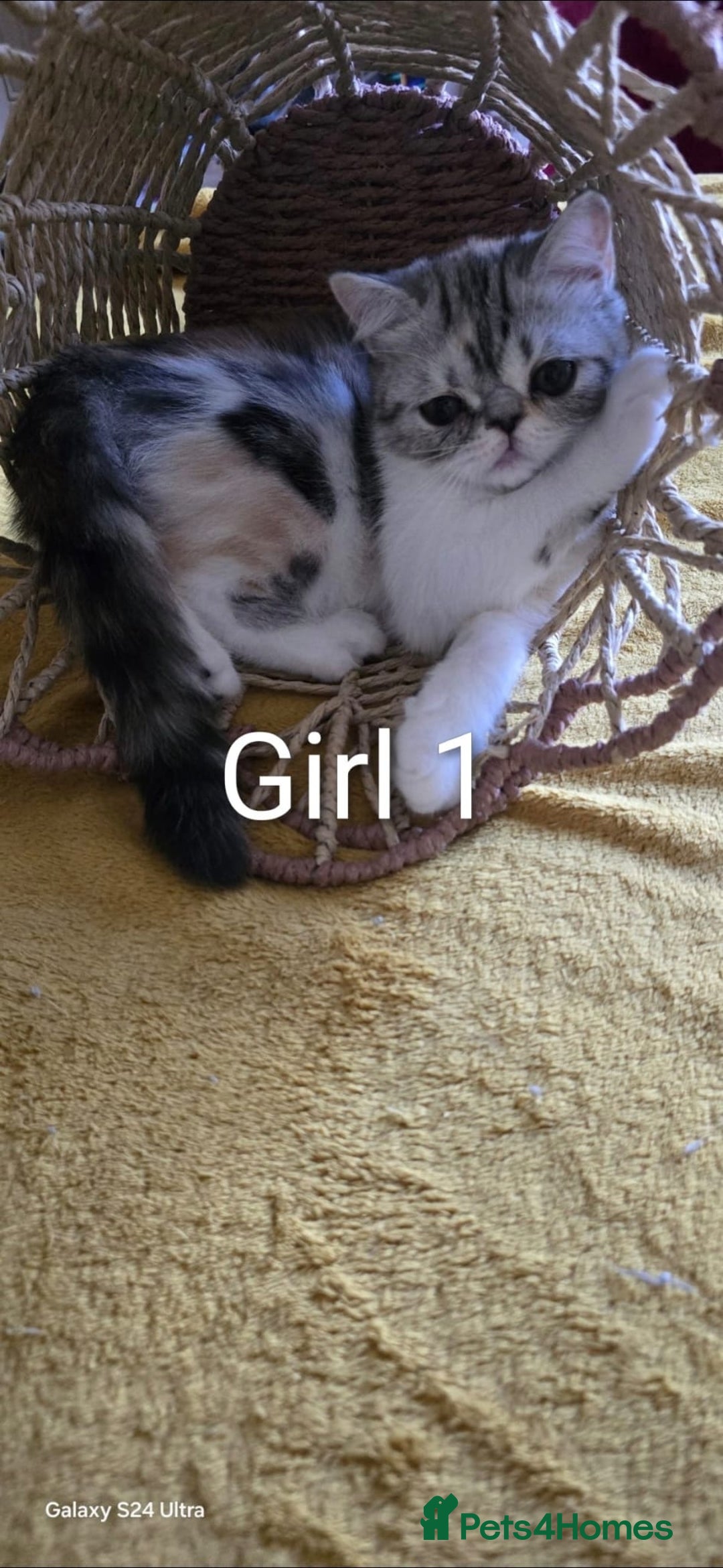 Persian cats for sale: Persian kittens  - Image 5