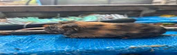 Guinea Pig rodents for sale: Baby Peruvian Silkie guineapigs very fluffy  - Advert 10