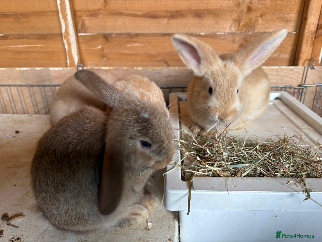 Dwarf Lop rabbits for sale: Dwarf lops ready for forever homes 15th November  - Image 10