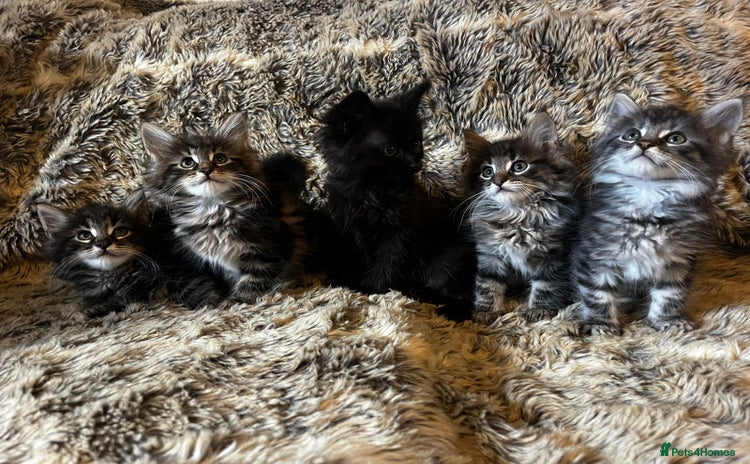 Maine Coon cats - Advert 14
