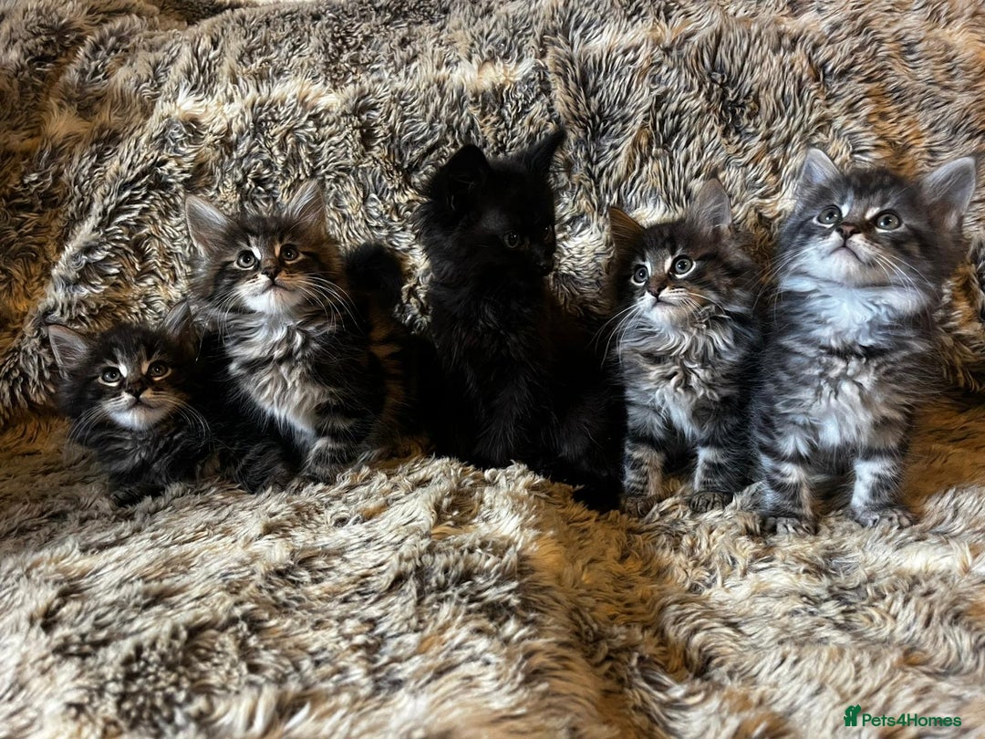 Maine Coon cats for sale: Maine coon kittens - Image 1