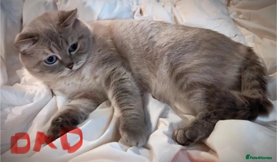 British Shorthair cats for sale: British shorhair kitten ready to leave 8th March - Advert 3