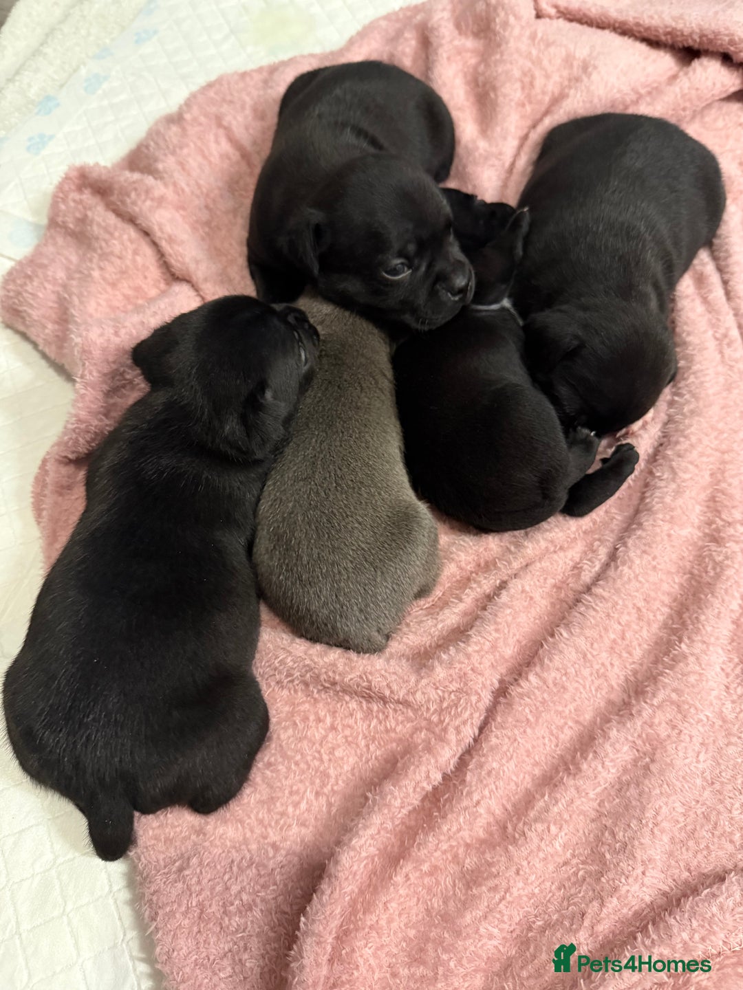 Staffordshire Bull Terrier dogs for sale: Staffordshire bull terrier puppies kc papered - Advert 15