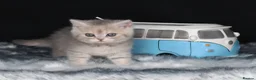 British Shorthair cats for sale: Registered Golden British Shorthaired kittens - Advert 21