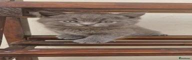 Brazilian Shorthair 1