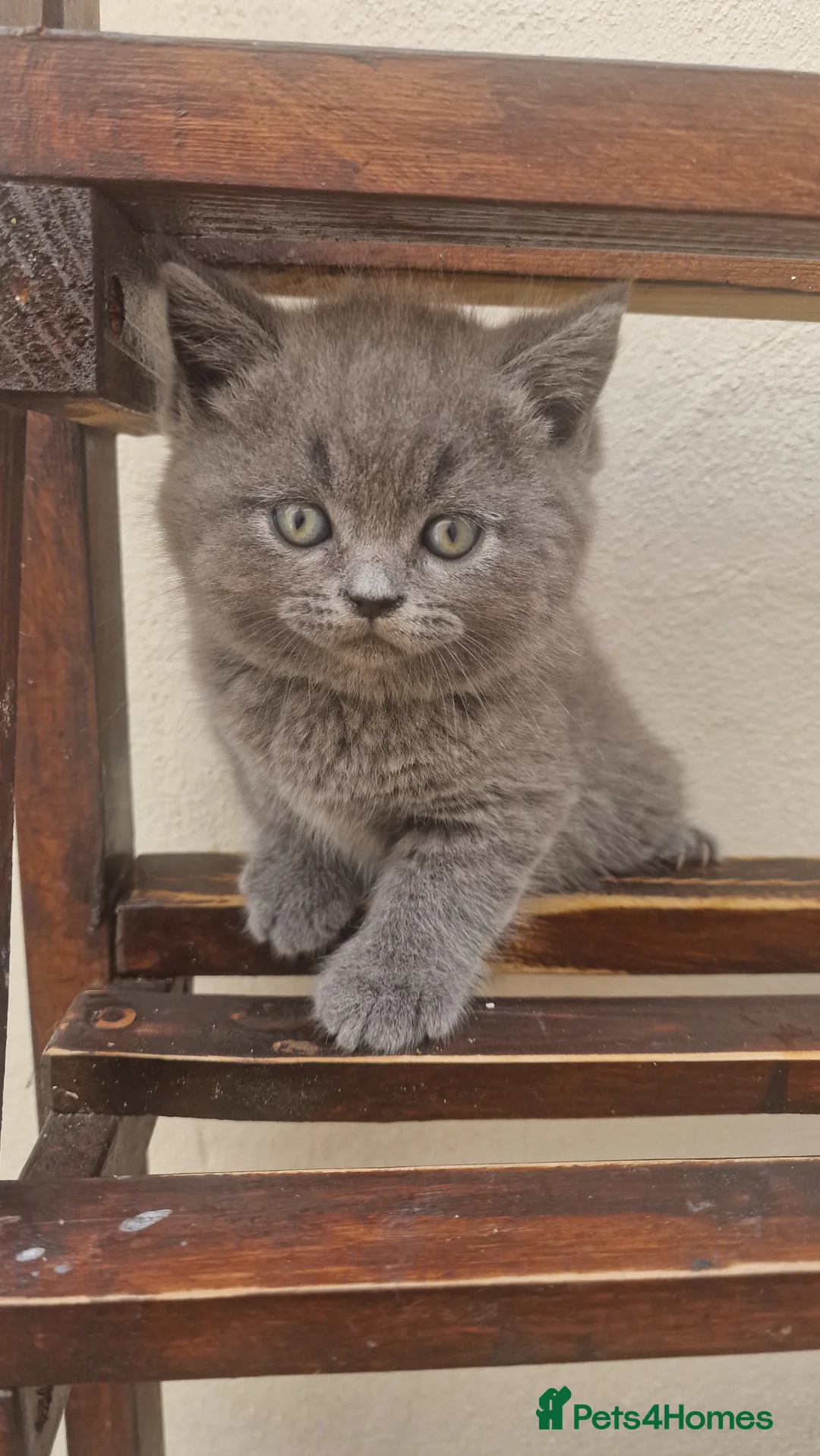 Brazilian Shorthair cats for sale: British straight-eared and Scottish fold kittens - Advert 5