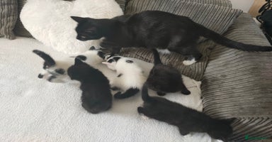 Mixed Breed cats - Advert 5
