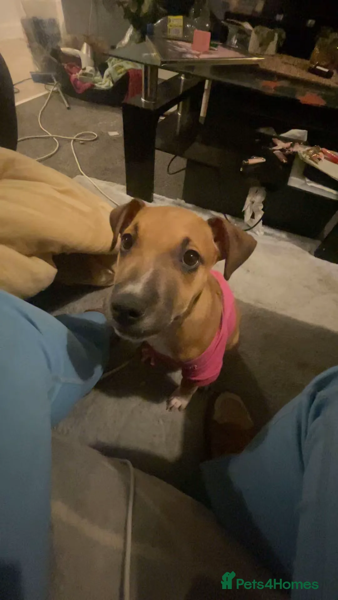 Mixed Breed dogs for sale: Greyhound cross lurcher  in Oldham - Advert 1