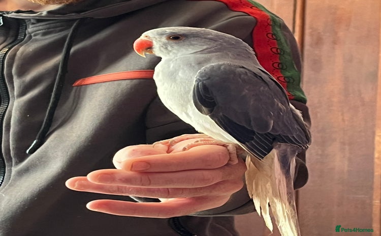 Ringnecks birds - Advert 10
