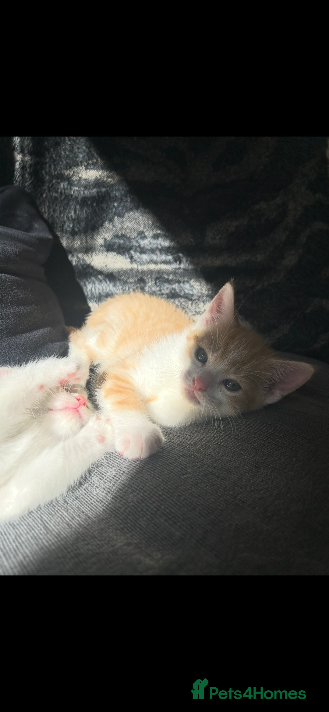 Turkish Angora cats for sale: Ginger white Turkish angora kittens 🥰 - Image 9