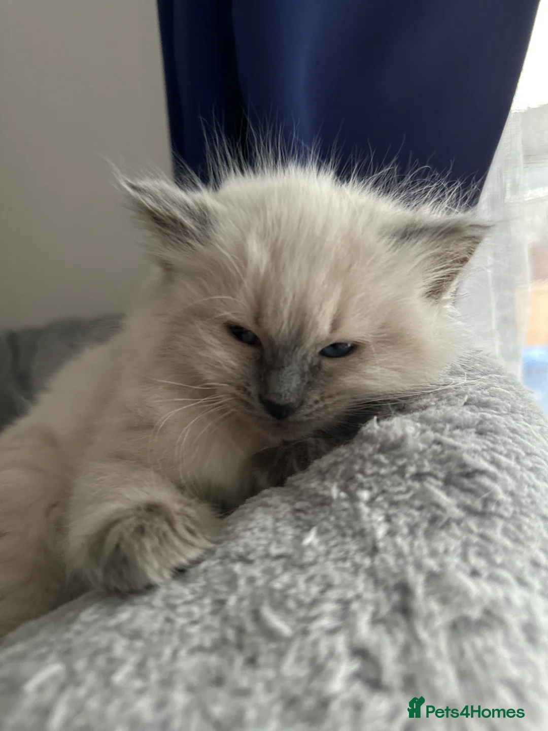 Ragdoll cats for sale: Gorgeous ragdoll girls!  - Advert 12