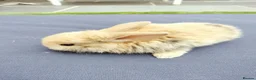 Mini Lop rabbits for sale: Mini Lop Bunnies - Advert 6