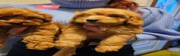 Cavapoo dogs for sale: 🩵🫧 4 Cavapoo Puppies 🫧🩵 - Advert 11
