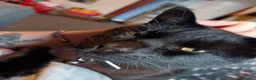 Mixed Breed cats for sale: Cat for sale  - Advert 4
