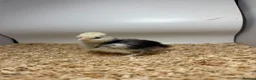 Chickens poultry for sale: 🐥🐣🥚USA Bearded silkies🐥Vorwerk🐥Brahmas🥚🐣🐥 - Advert 27