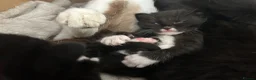 Mixed Breed cats for sale: Mixed Bengals  - Advert 13