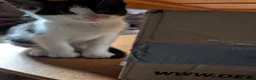 Mixed Breed cats for sale: Kittens for sale - Advert 7