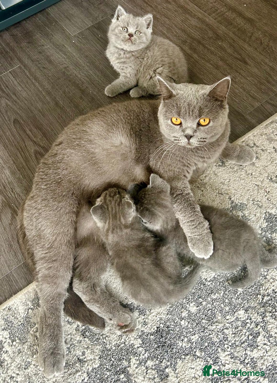 British Shorthair cats for sale: Beautiful British Shorthairs - READY TO GO - Advert 6