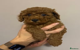 Miniature Poodle dogs for sale: Puppy  - Image 3