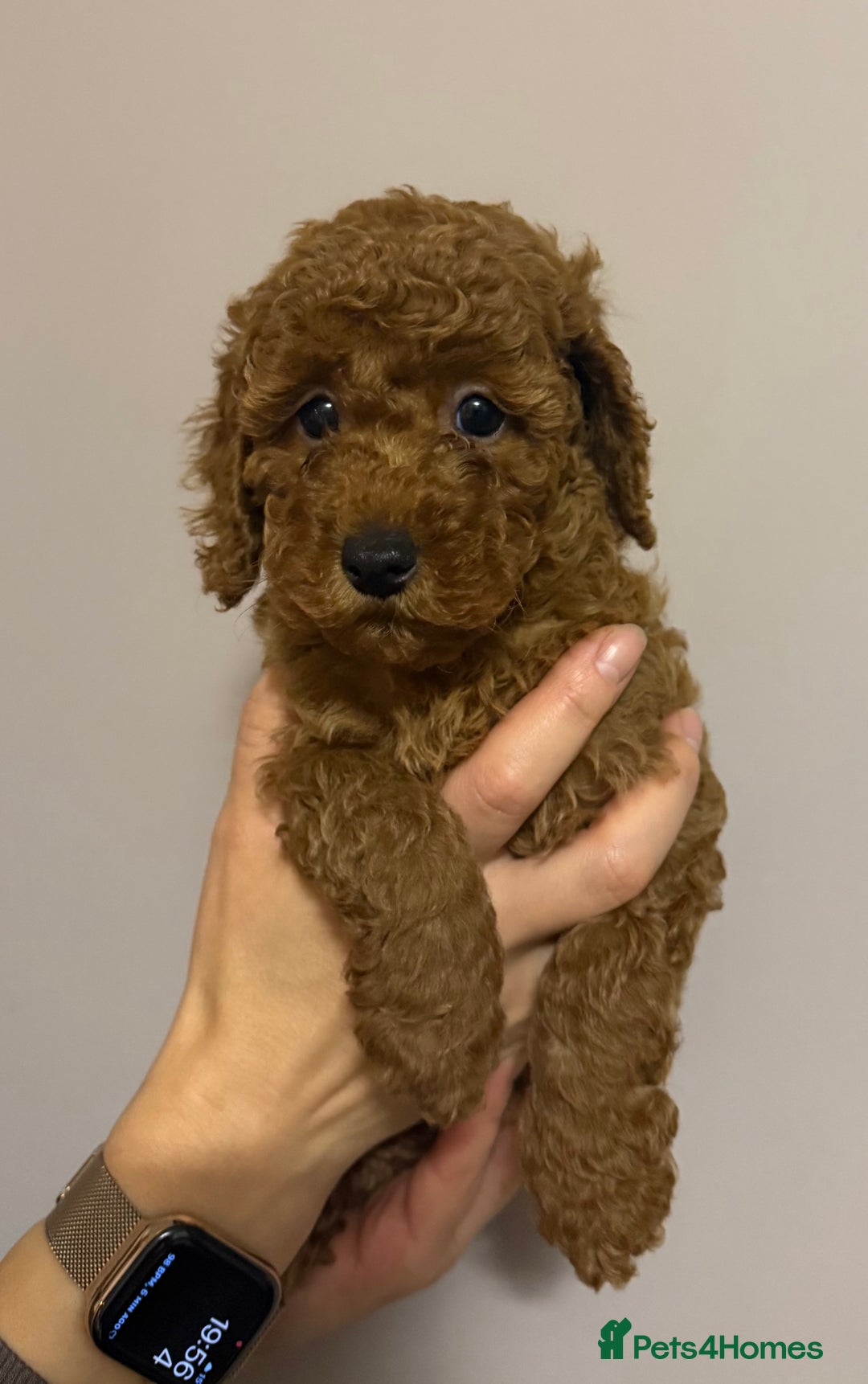 Miniature Poodle dogs for sale: Puppy  - Image 3