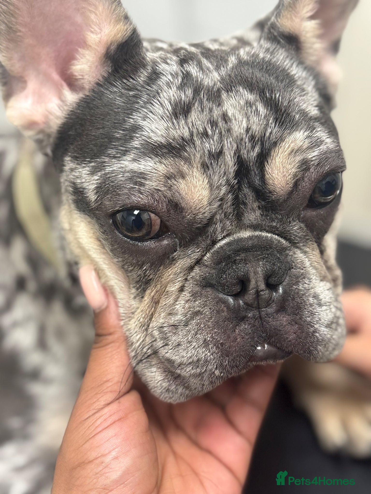French Bulldog dogs French Bulldog (Mars) - Advert 1