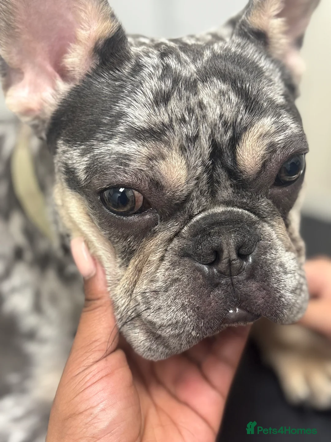 French Bulldog dogs for sale: French Bulldog (Mars) - Advert 1