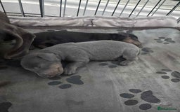 Miniature Dachshund dogs for sale: Miniature Dachshund Puppies - Image 3