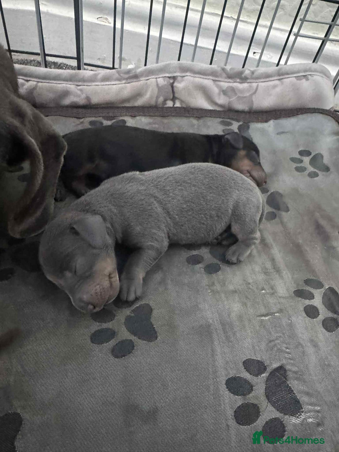 Miniature Dachshund dogs for sale: Miniature Dachshund Puppies - Image 3