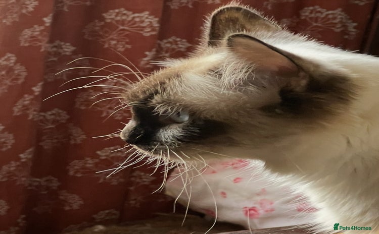 Ragdoll cats - Advert 3