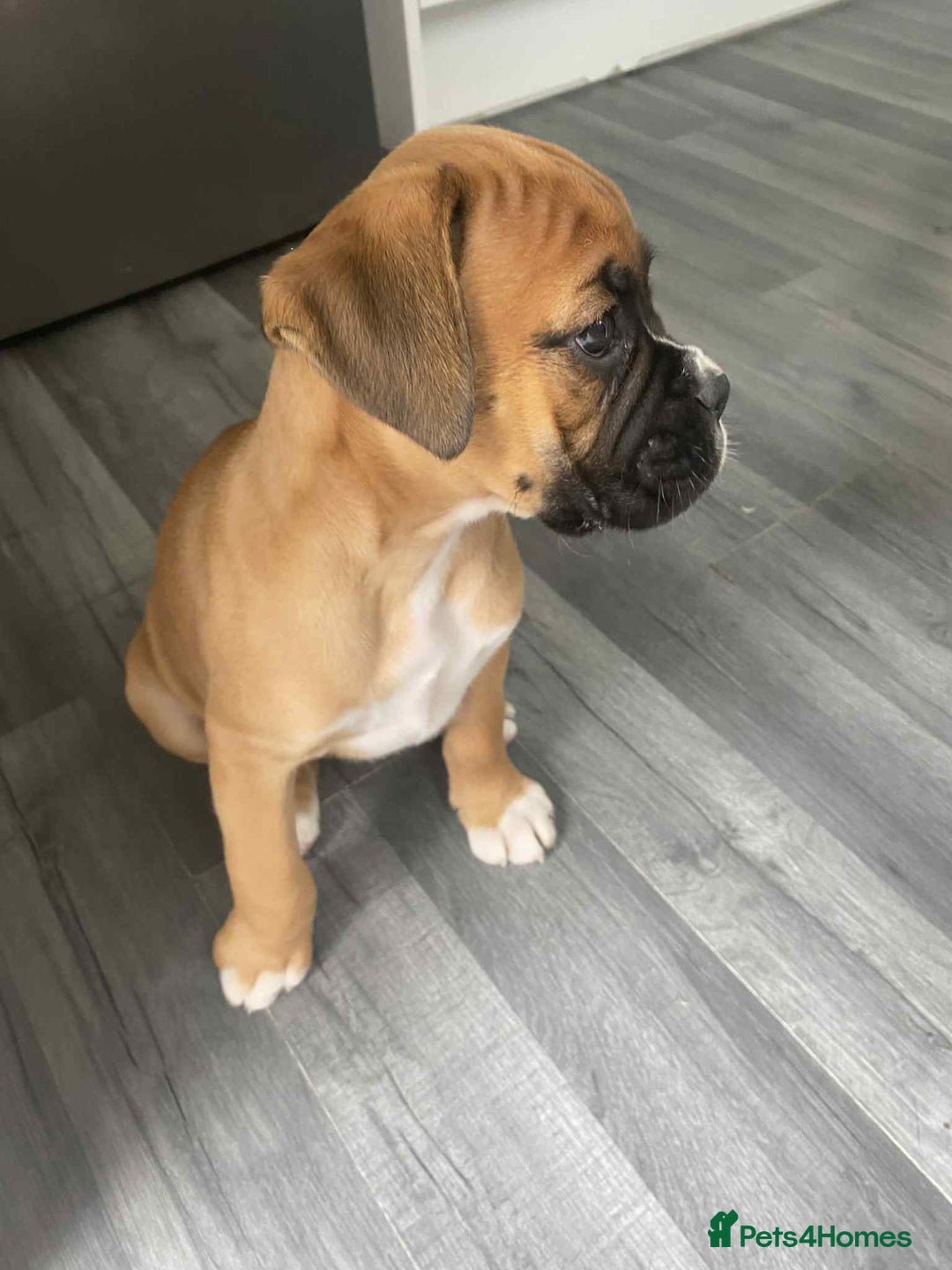 Boxer dogs for sale: Boxers 2 bitches - Image 4