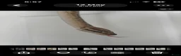 Python Snake reptiles for sale: female bamboo royal python in Hereford - Advert 8