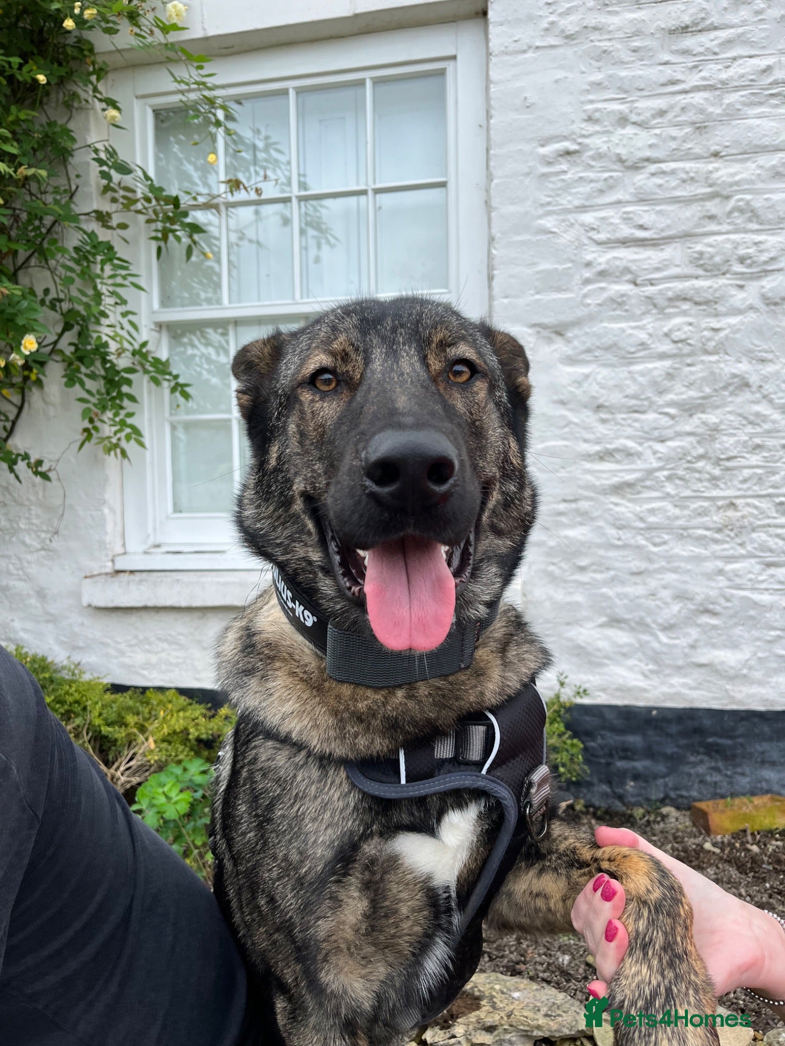 Mixed Breed dogs Belgium Shepherd Husky Mix - Advert 1
