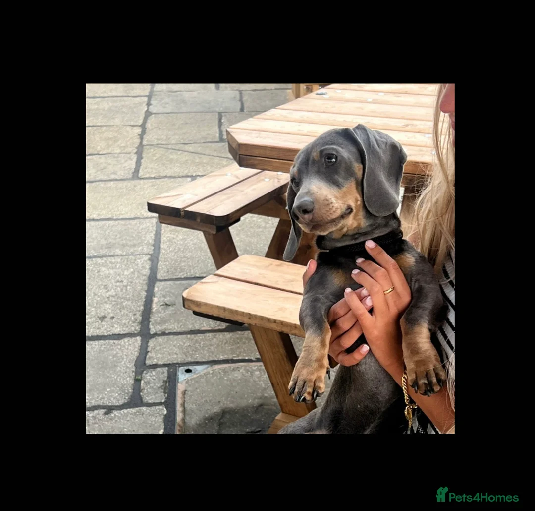 Miniature Dachshund dogs for stud: 🐾HUGO THE BOSS (KC REG & PRA CLEAR) PROVEN STUD🐾 in Manchester - Advert 3