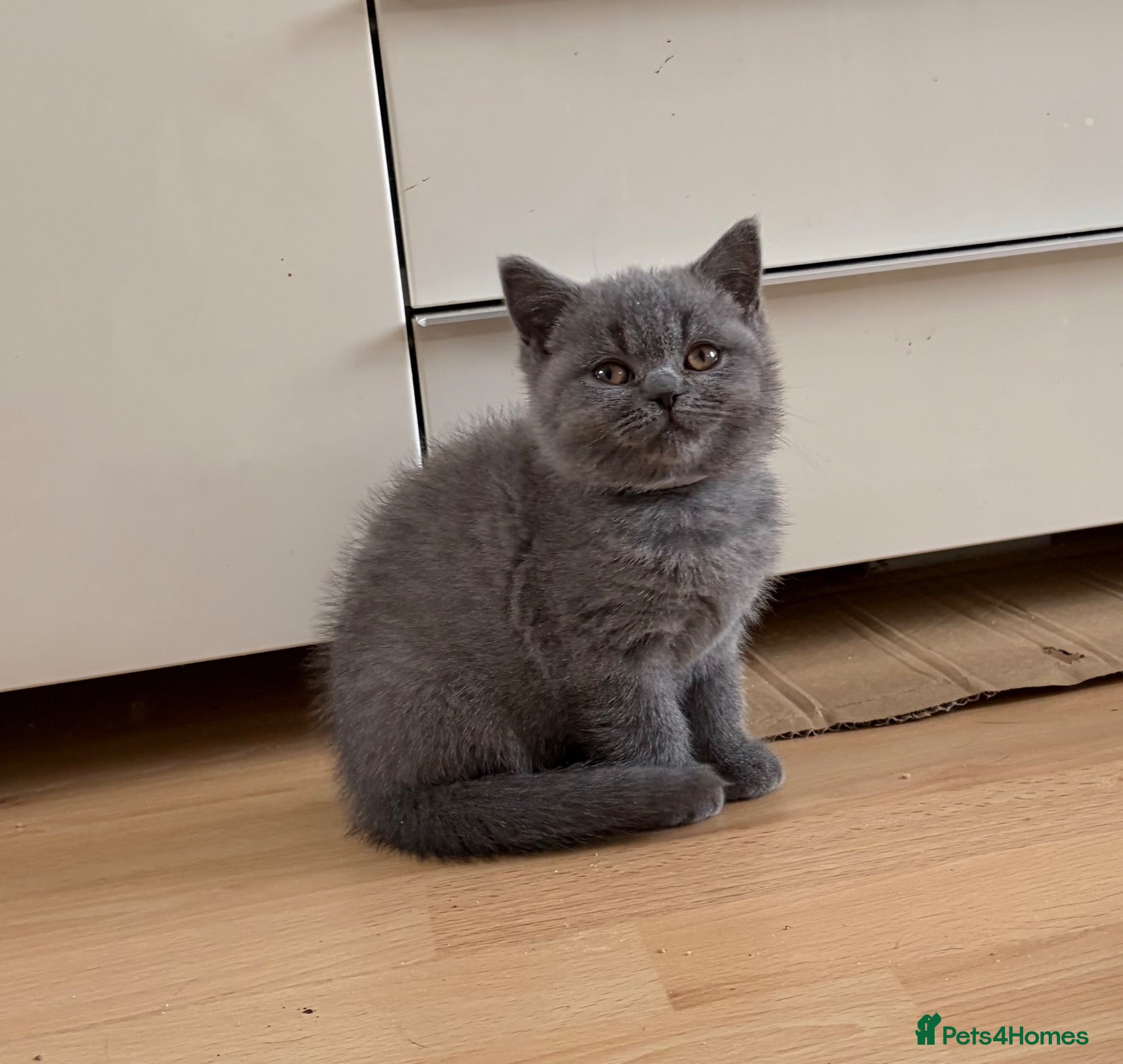 British Shorthair cats Beautiful Blue British Shorthair kittens ready now - Advert 2