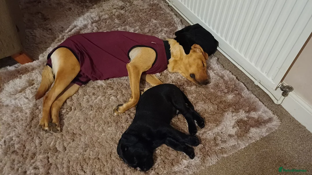 Labrador Retriever dogs for sale: RKC REGISTERED BLACK LABRADOR PUPPIES FOR SALE - Advert 1