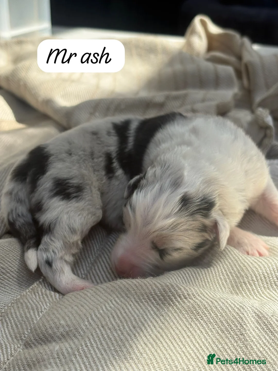 Australian Shepherd dogs for sale: Outstanding Merle/Black and Tan KC Reg Puppies  - Advert 40