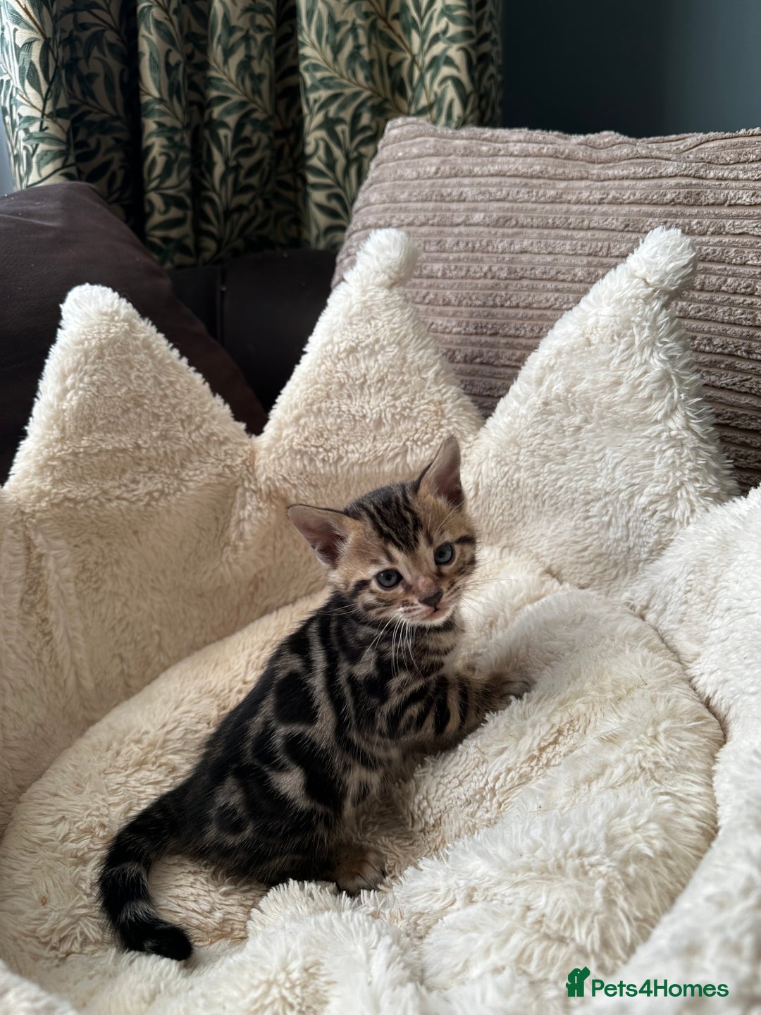 Bengal cats for sale: TICA registered bengal kittens available! - Advert 34