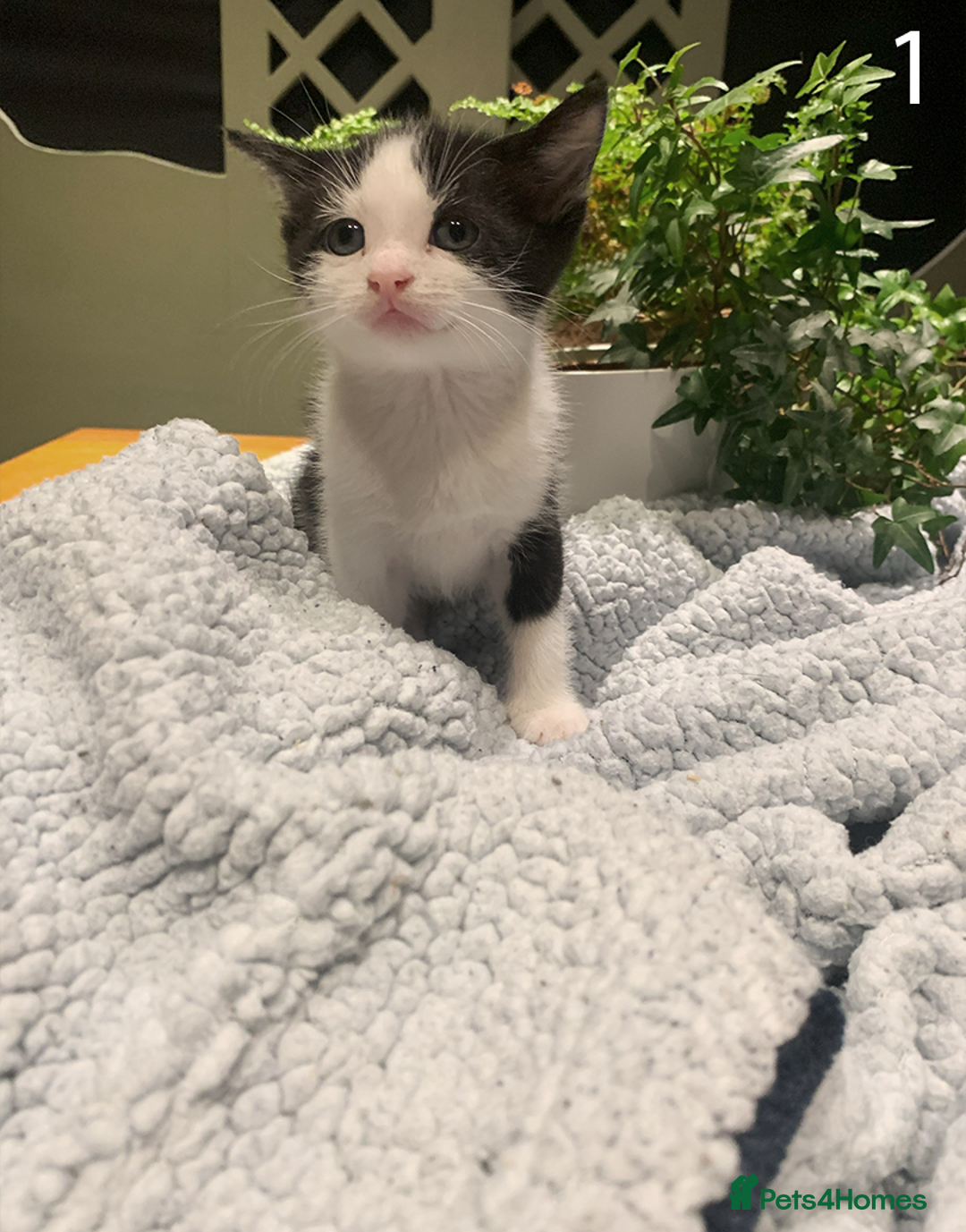 Mixed Breed cats for sale: KITTENS! Batch of cuties for sale in Basinsgtoke - Image 5