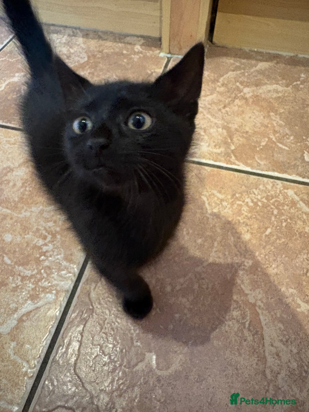 Mixed Breed cats for sale: Beautiful 10 week old kitten - Advert 1