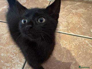 Mixed Breed cats Beautiful 10 week old kitten - Advert 22