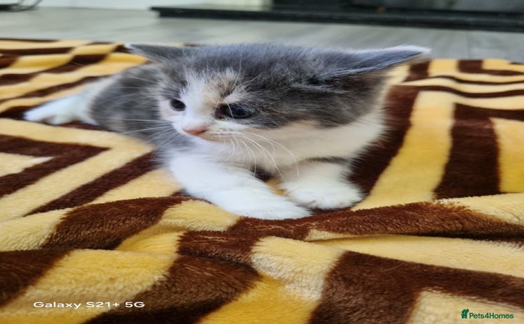 British Longhair cats - Advert 11
