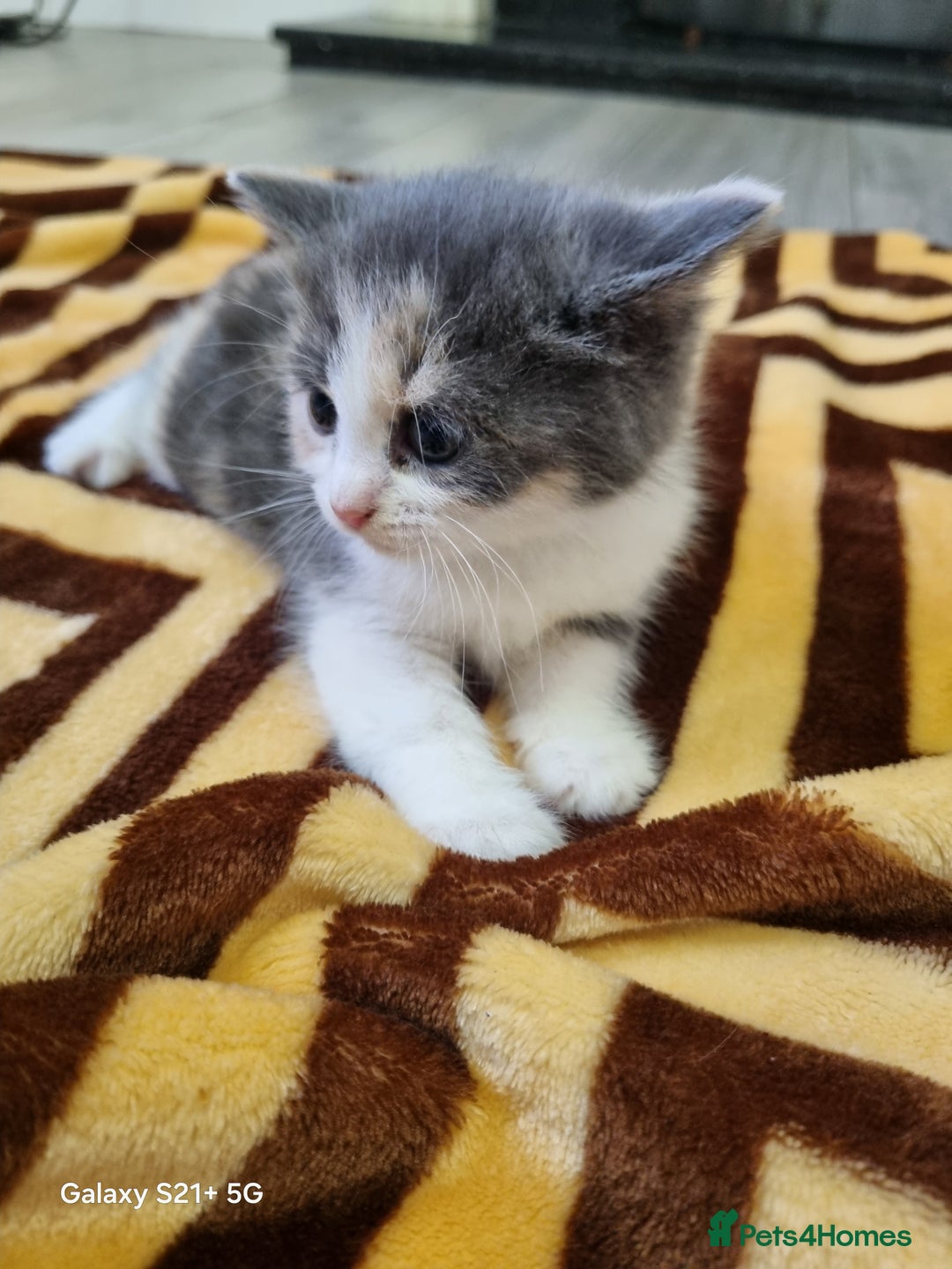 British Longhair cats for sale: Kittens for sale - Image 4