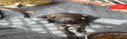 Italian Greyhound dogs for sale: Gorgeous KC Italian Greyhounds - Advert 14
