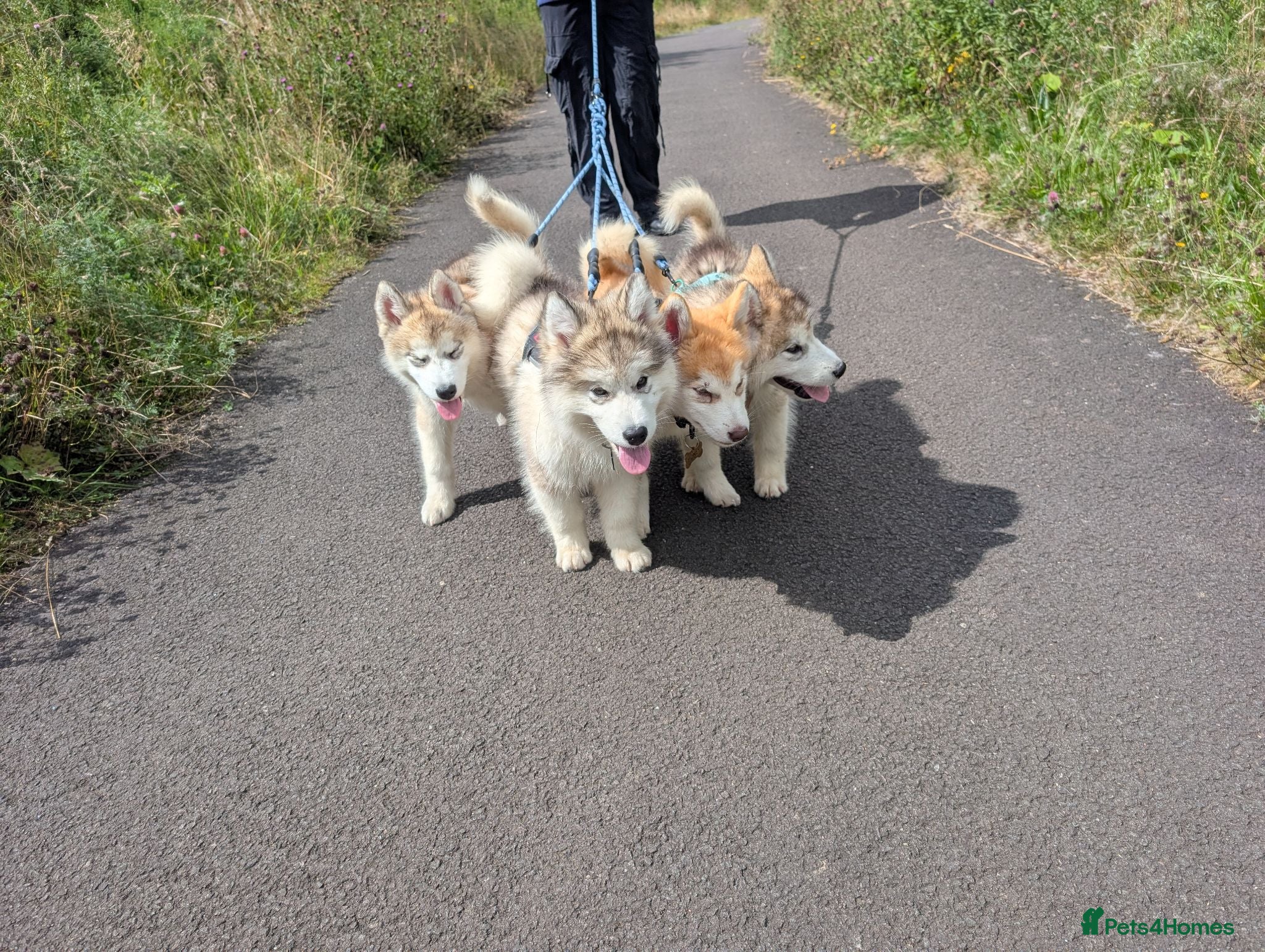 Alaskan Malamute dogs KC Registered Alaskan Malamute pups - Advert 3