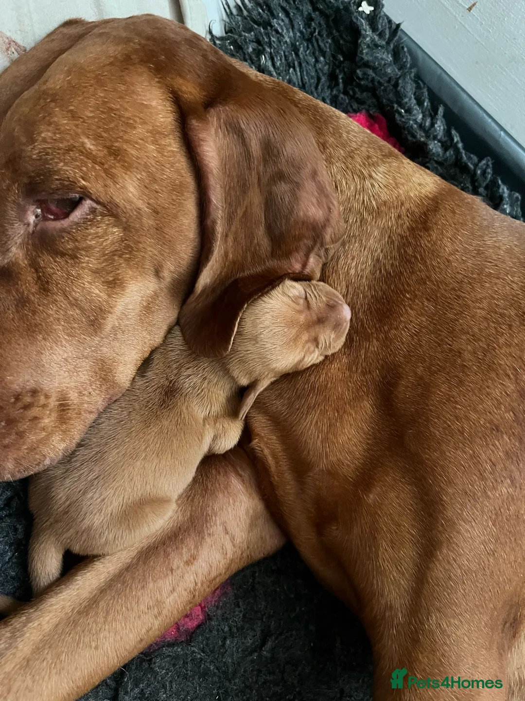 Hungarian Vizsla dogs for stud:   *Proven Stud* Son of Hungarian Grand Champion - Advert 17