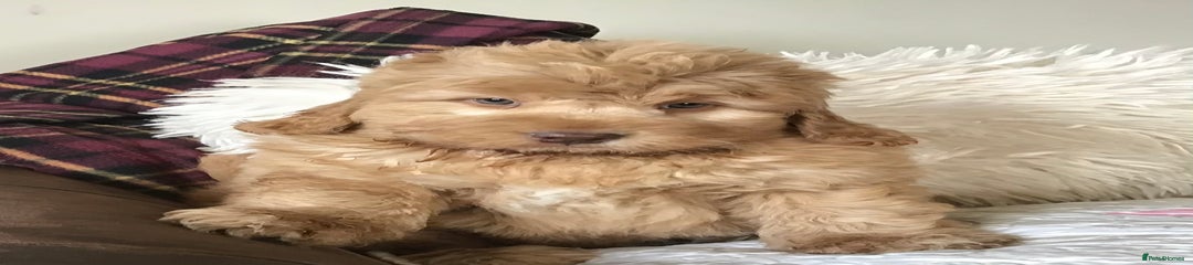 Newfypoo Puppy 2