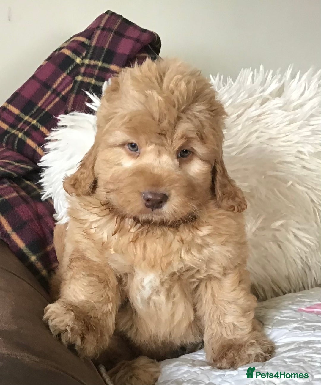Newfypoo dogs for sale: AMAZING NEWFYPOO TEDDYBEARS  - Image 5